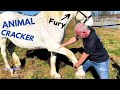 GIANT RESCUE HORSE with ACHEY SHOULDER gets CHIRO ADJUSTMENT!