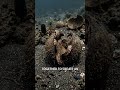 The Octopus Has a Secret Bunker! 🐙🏠 #SmartAnimals #OceanLife #Nature
