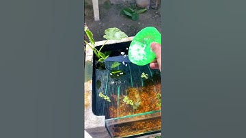 Setup thùng sốp ốp kính nupoi cá lóc ngoài trời #calockieng #caloc #caloccanh #meloccanh