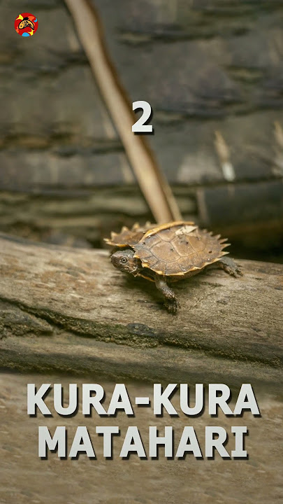 5 Jenis Kura Kura Yang Bisa Jadi Hewan Peliharaan Part 1 #youtubeshorts #trending #feedshorts #ikan