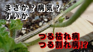 大玉スイカ プランター栽培 つる枯れ病 つる割れ病 Youtube 大玉スイカ プランター栽培 つる枯れ病 つる割れ病 Youtube