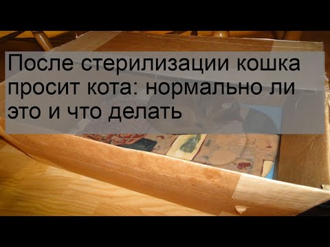 После стерилизации кошка просит кота: нормально ли это и что делать