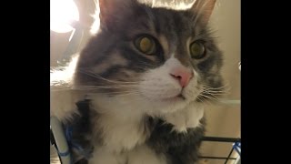ツンツンされる猫 ノルウェージャンフォレストキャットfluffy.Norwegian Forest Cat.