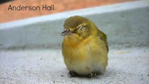 Preventing Bird Collisions