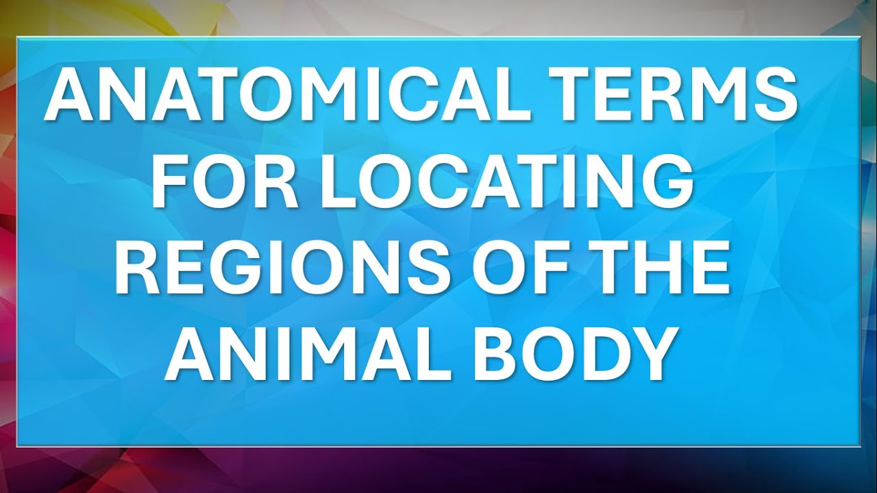ANATOMICAL TERMS FOR LOCATING REGIONS OF THE ANIMAL BODY - YouTube