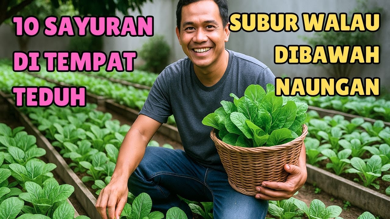 10 SAYURAN DI TEMPAT TEDUH ‼️ SUBUR WALAU DIBAWAH NAUNGAN