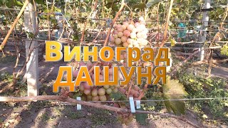 Виноград ДАШУНЯ.