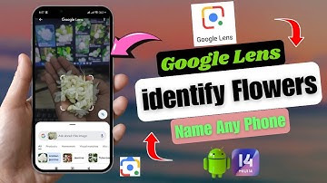 How to use Google lens to identify flowers and plants