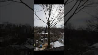 Tree Removal Timelapse