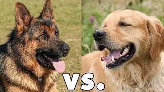 Golden Retriever vs. German Shepherd Dog: Which is Better?