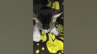Kucing menyusui manusia. Menyusui daster