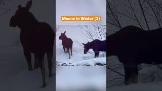 Moose in Winter ❄️ (3) #shorts #กวางมูส#wildlife #เที่ยวนอกออกใน #milestravelinka