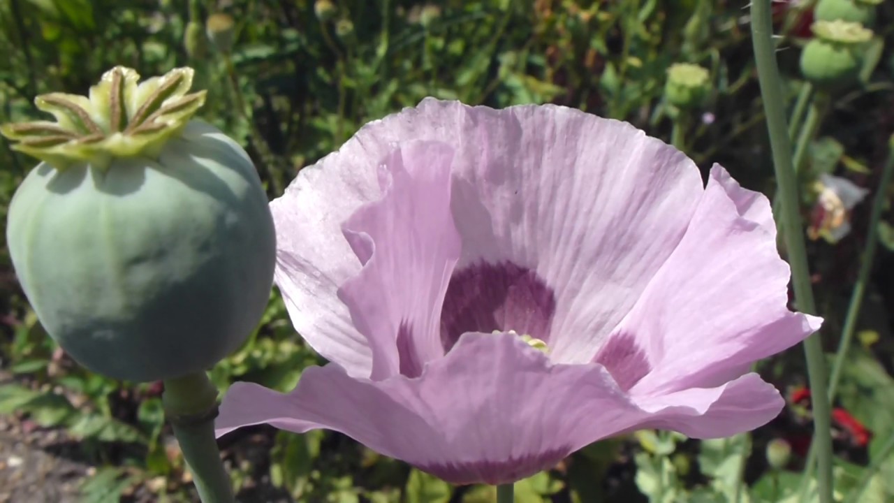 Garden poppy - Draumsól  - Valmúi - Sumarblóm - Fjólublá blóm