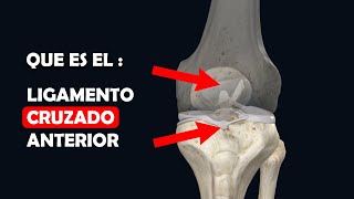 Que Es El Ligamento Cruzado Anterior, Por Que Se Habla Tanto De El
