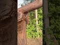 Collecting masum sharma #shortsfeed #trending #masumsharma #viral #fitness #pawansahu #reels #viral