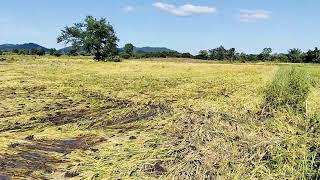 Dej Loj Loj Li Es Nyab Peb Li Nplej Tas Li Lawm Os Lawv Awsss 112225