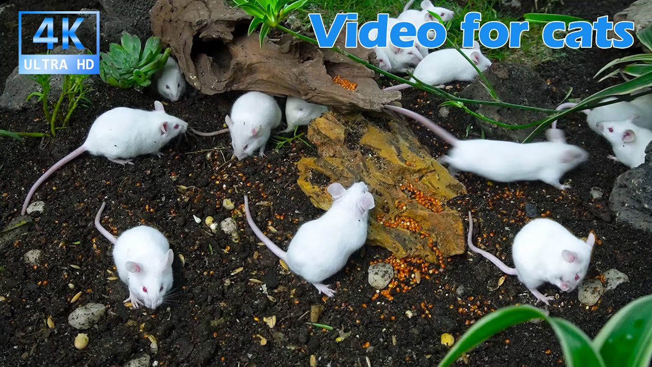 Interactive Cat TV 🐭 White Mice Foraging and Playing in Real Dirt & Wood | 3.5H 4K UHD Cat Video