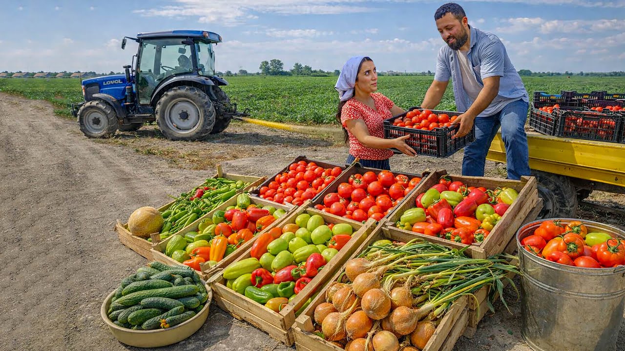 2 часа настоящей жизни фермы: томаты, перцы и сбор урожая в деревне | Расслабляющий фильм