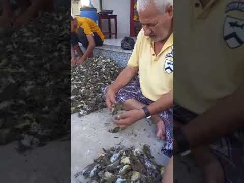 الشحيم دخل عصاغير التين 