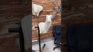 Black Buck Taxidermy Timelapse screenshot 3