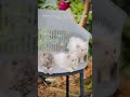 GOOD QUALITY KITTENS AVAILABLE #kitten #cat #pets #cute #explore #kitty #petshub #madurai