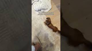 Why Do I Feel Like She Literally Talks Like This In Her Mind My Little Shadow