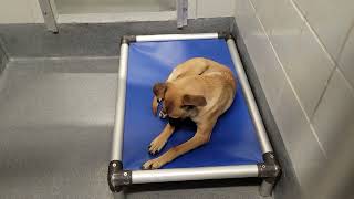 acs A684686