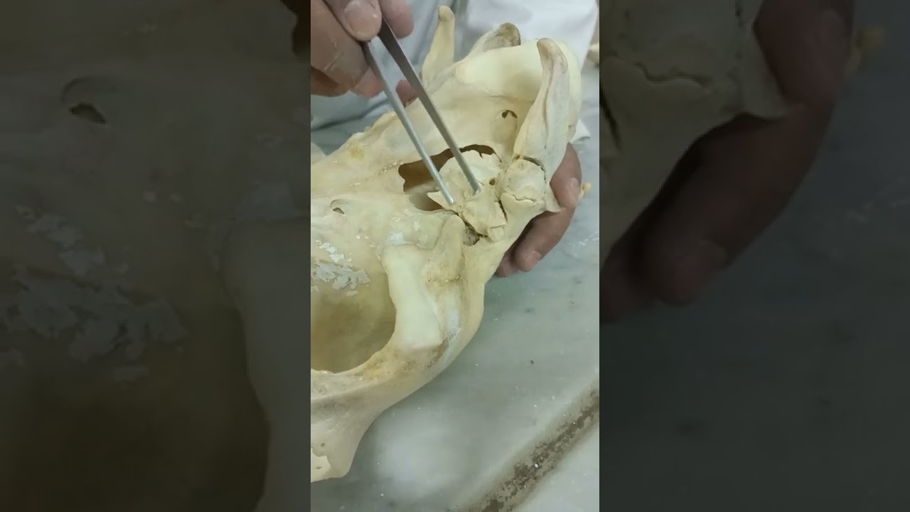 skull horse ventral surface دكتور رمضان ساري