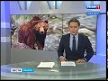 Местные жители в панике  Дикого медведя ещё не поймали в Иркутском районе