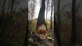 Starkholz Pappel.🌳Folgt gerne für mehr Content. [unbezahkte Werbung] #treecutting #forestry #wald