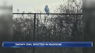 Snowy owl spotted Friday in Madison