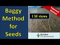 Improved paper towel and baggy method for germinating seeds (fast)