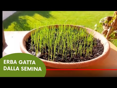 Video: Cosa fare con l'erba gatta - Come usare le piante di erba gatta dal giardino