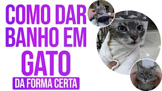 COMO DAR BANHO EM GATO DA FORMA CERTA  MINICURSO JUNIOR BORJA