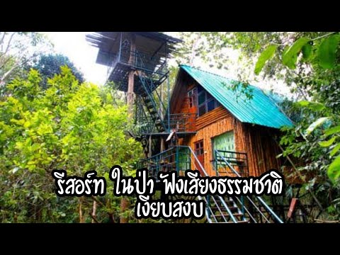 นอนกลางป่า ชมธรรมชาติที่ ทรีเฮาส์ รีสอร์ต (Khaosok Treehouse Resort) สุราษฏร์ธานี