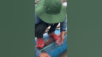 Câu cá tra, câu cá vồ đém trên sông tiền #fishing #cauca #caucatrasong #caucavodem