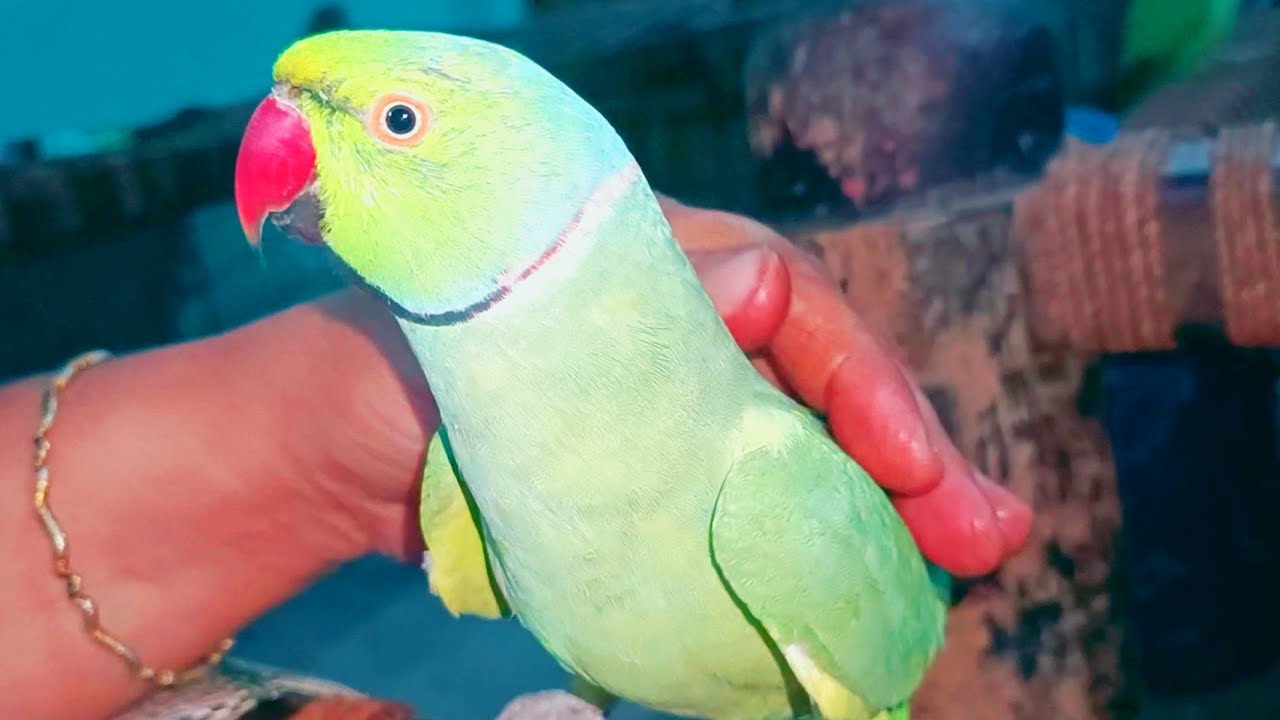 Talking And Dancing Parrot Chirping Sweetly Parrot Talking Meow talking-and-dancing-parrot-chirping-sweetly-parrot-talking-meow