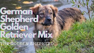 Golden Retriever German Shepherd Mix: Meet The Golden Shepherd!