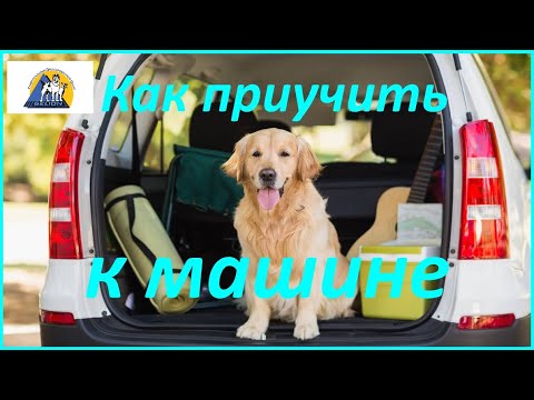 Видео: Как заставить собак вести себя в машине