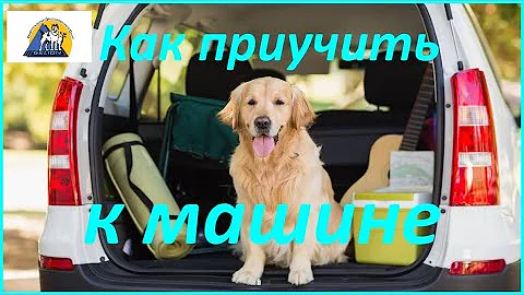 285. Как приучить щенка (собаку) ездить в машине. Собака боится машины