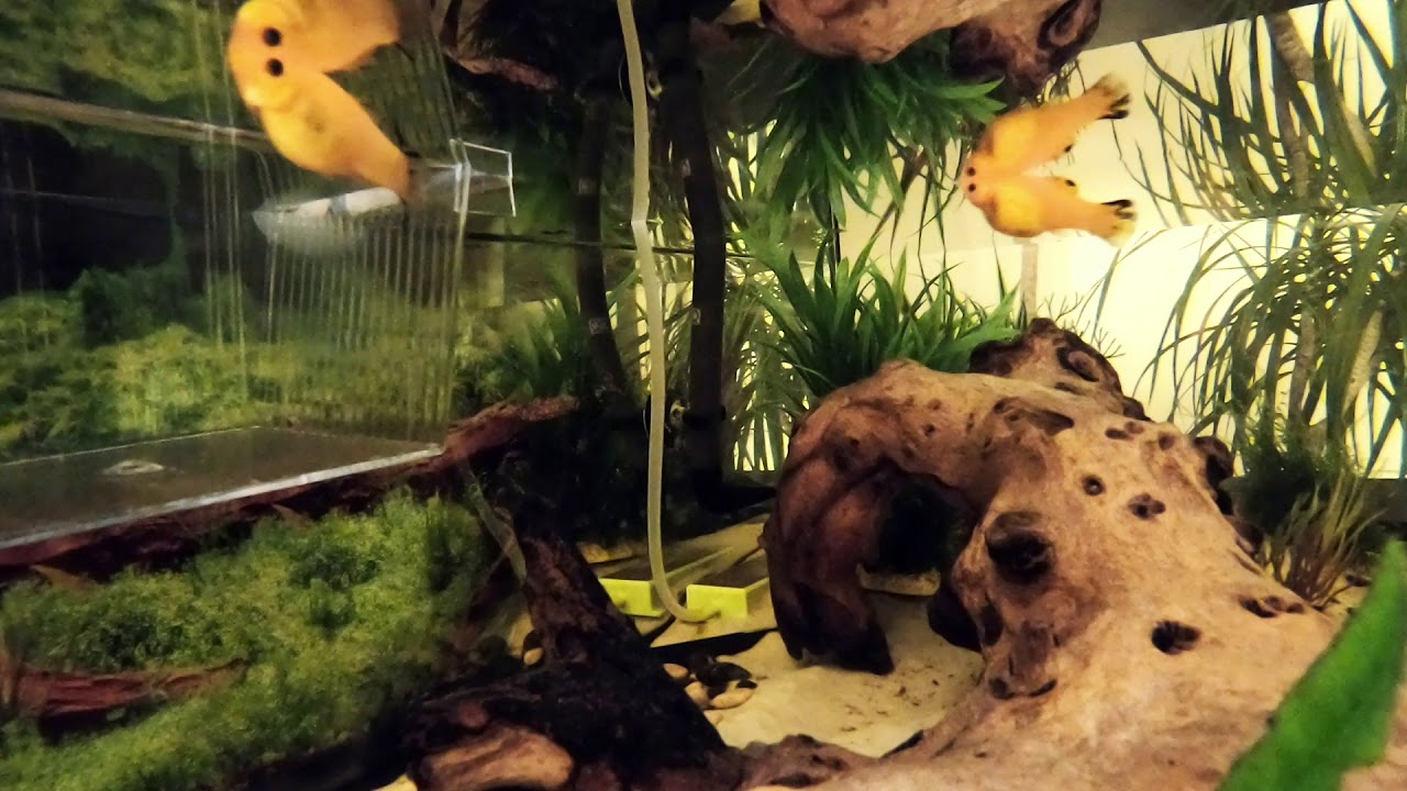 Tortue Kinosternon Baurii