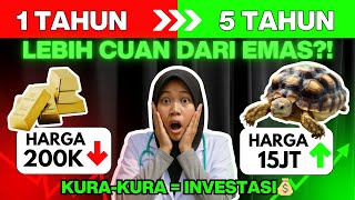 Kura-Kura Sulcata Bukan Mainan Ternyata Harganya Terus Naik Kayak Emas