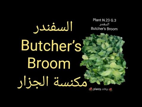 السفندر Butcher's Broom مكنسة الجزار - YouTube