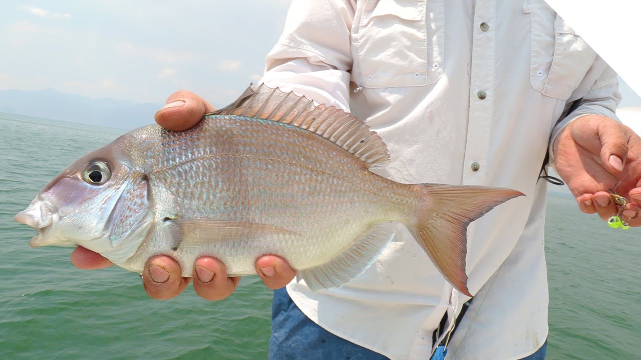 How to catch Porgy (Scup) with artificial bait 