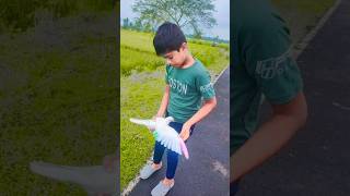 Sahil Kabutar Lover 🕊️🥰😍#kabutar #trending #video #public #reaction #shortvideo #youtubeshorts