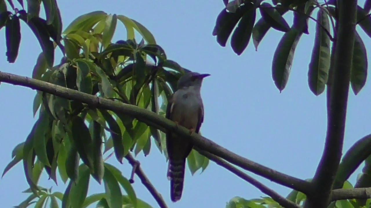 Ternyata ini Makanan Asli Burung Kedasih di Alam - YouTube