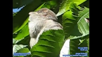Fledgling House Sparrow calling its parents for food | Pas uitgevlogen Huismus roept ouders om eten