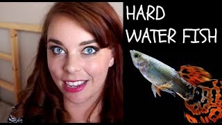 hard water tropical fish