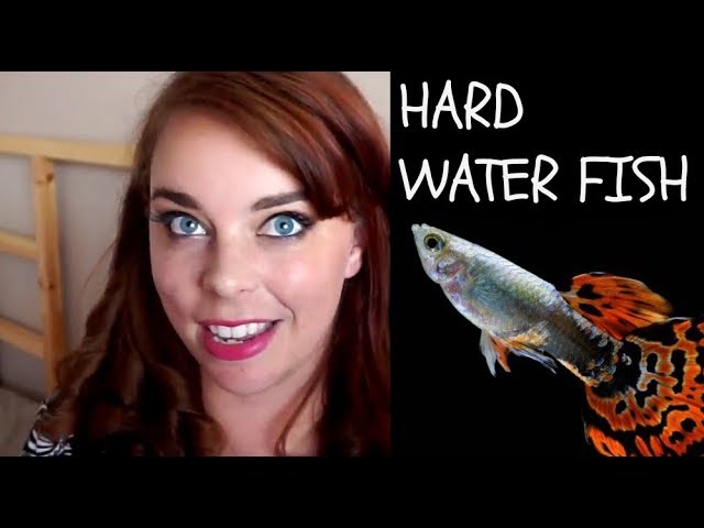 tropical fish for hard alkaline water