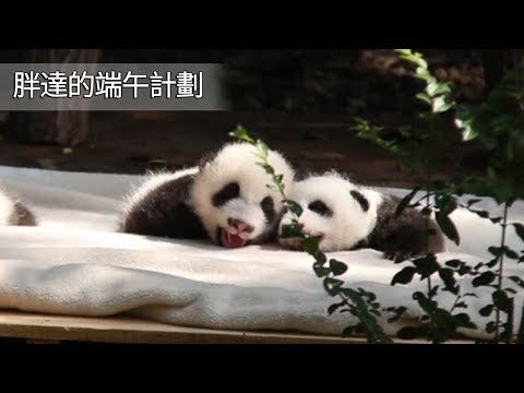 《熊貓早晚安》明天的端午計劃已經安排好了，必須這麼過! | iPanda